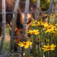 Esel und Blumen